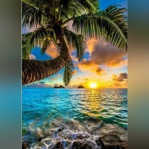 Coconut Tree Overlooking the Ocean